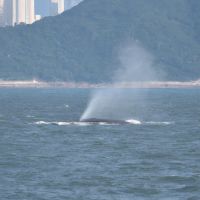 Another whale sighted in the southern district of Hong Kong Island. The Fisheries and Conservation Department urges the public not to go out to sea to watch or follow whales.