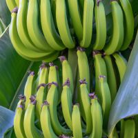 Savannah Bananas Return to Sutter Health Park